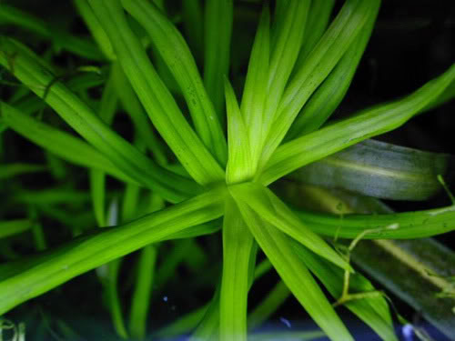 Star Grass